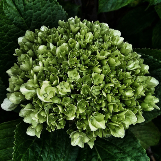 dark-green-hydrangea