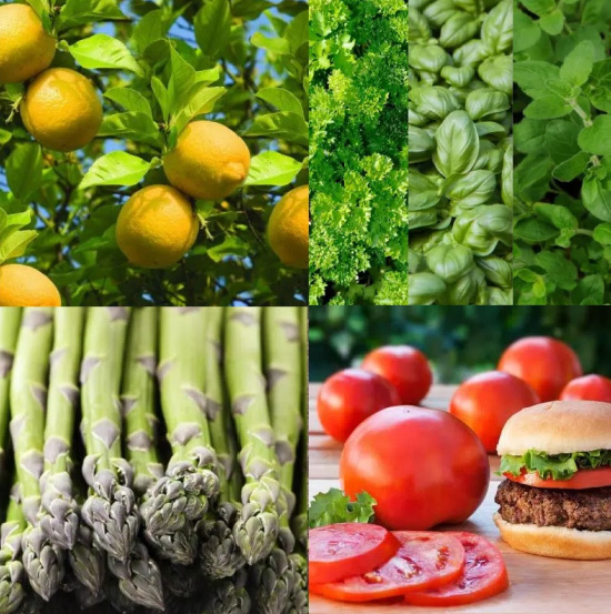 garden-vegetables-citrus