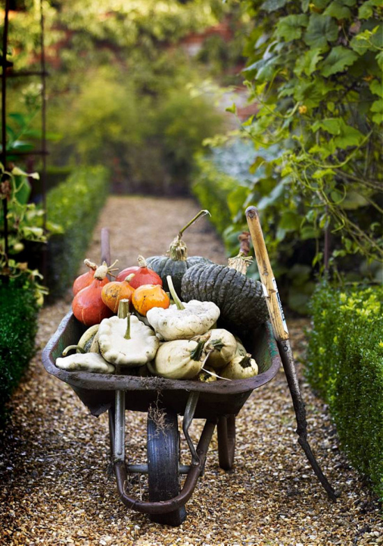 garden-vegetables-in-wheel-barrow-House-and-Garden