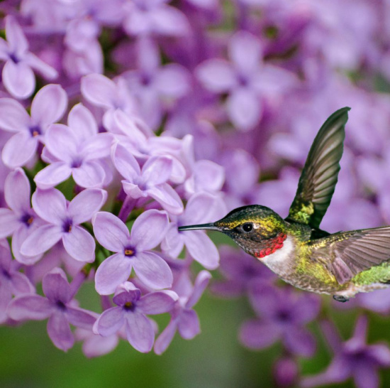 hummingbird-feeding-from-Lilac