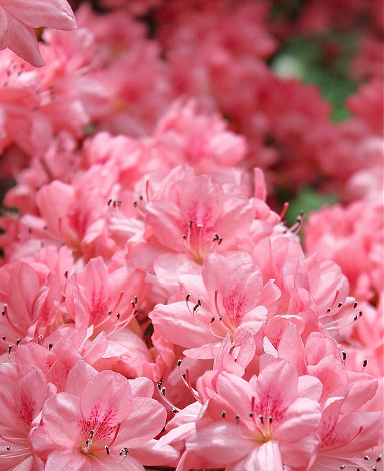in full bloom azaleas