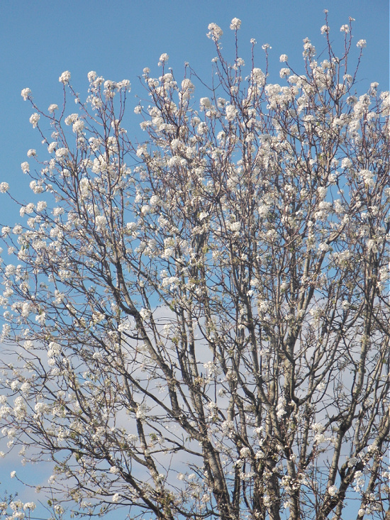 pear-tree-in-bloom