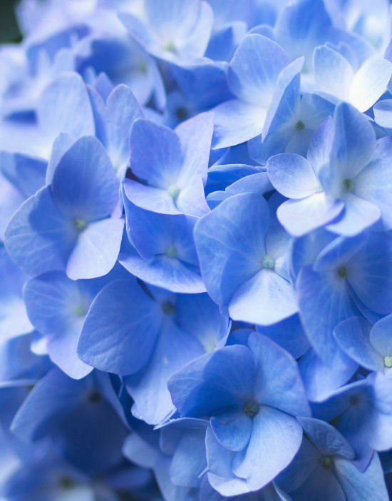 summer-blue-hydrangeas