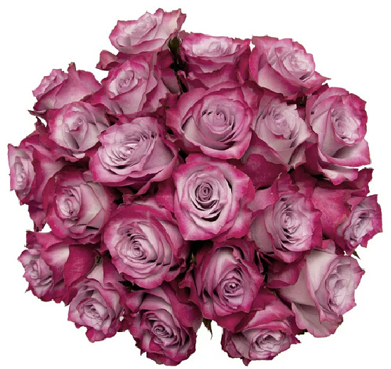 lavender-roses