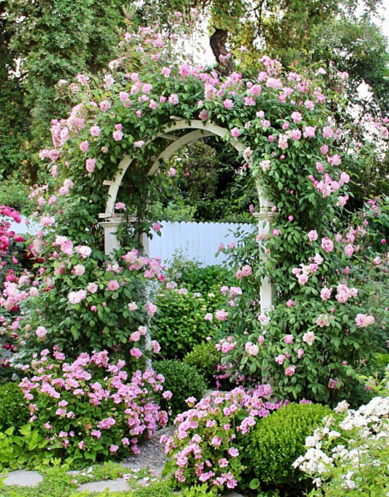 david-austin-roses-garden-arbor