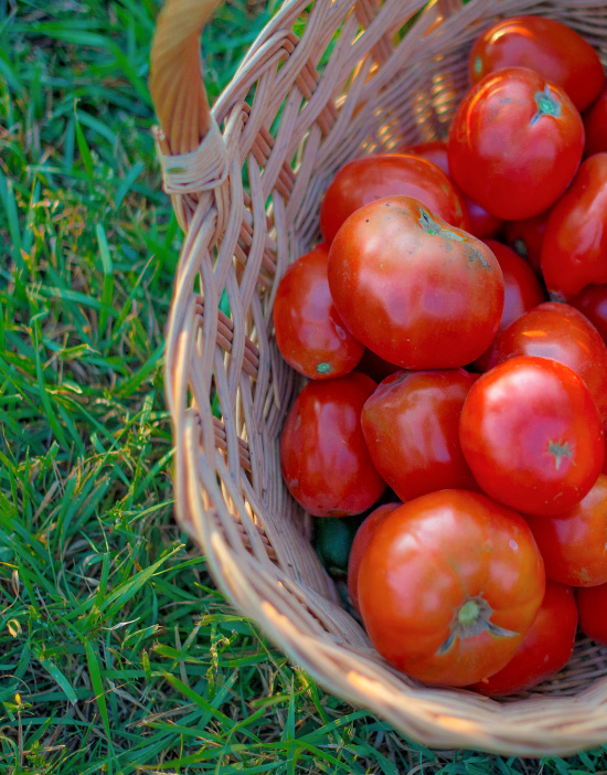 fresh-tomatoes-in-basket-summer