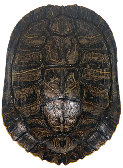 decorative-turtle-shell