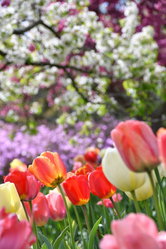 multi-color-tulips-spring