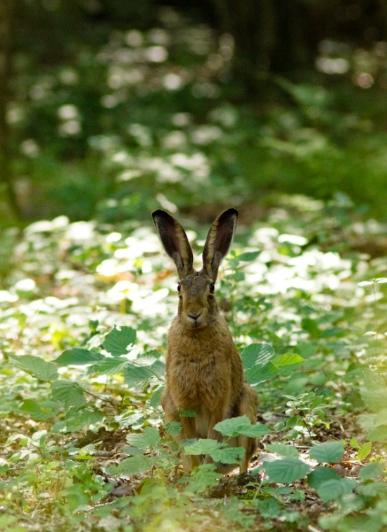 rabbit-in-spring