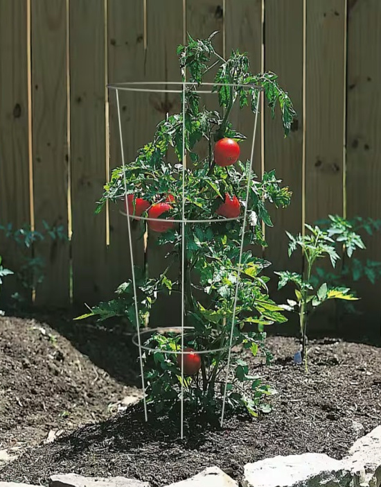 Ring Tomato Cage