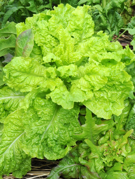 fresh-green-lettuce-garden