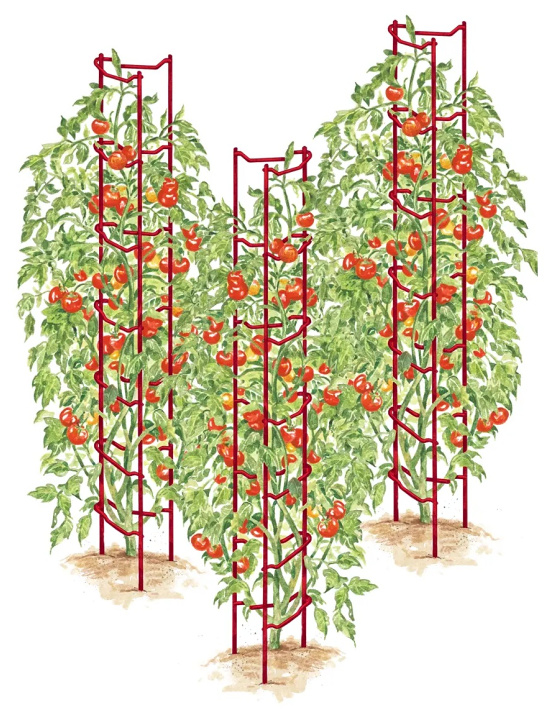 tomato-trellis