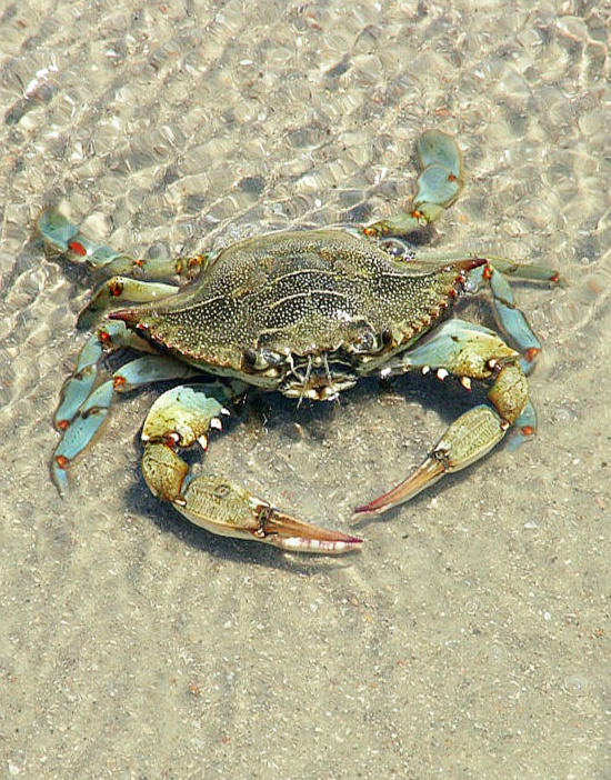 blue-crab (1)