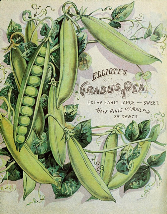 vintage -ad-green-peas