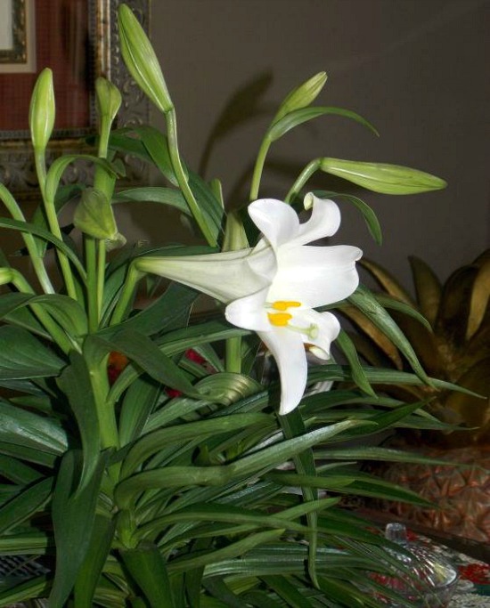 Easter-lily