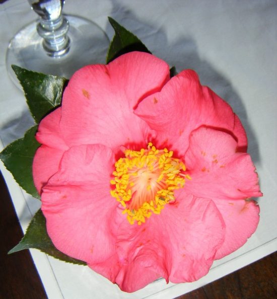 camellia in vase