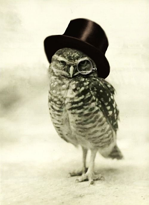 top hat owl