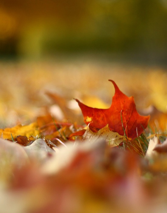 fall-foliage-on-the-ground