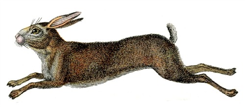 Natural-History-Rabbit-GraphicsFairy21