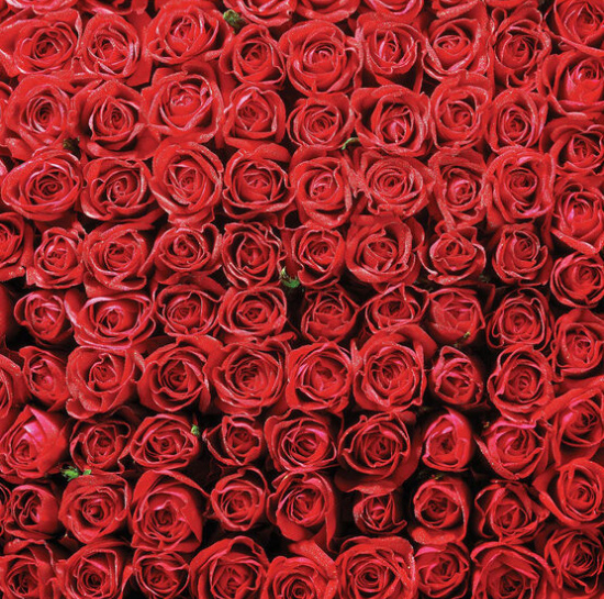 red-roses-paper-single-sheets
