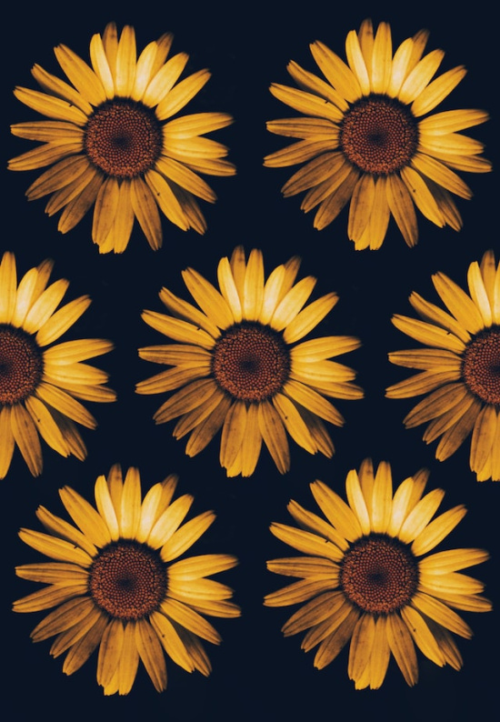 yellow and black flowers in a row