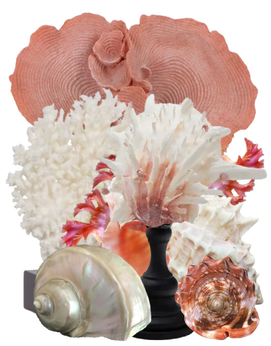 pink-coral-white-sea-shells-accents