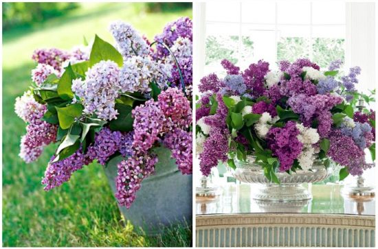 spring-flowers-purple1