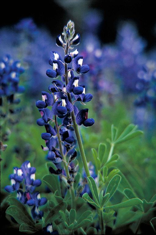 Texas_bluebonnet_plant_lupinus_texensis_with_dark_blue_flowers_with_white_top
