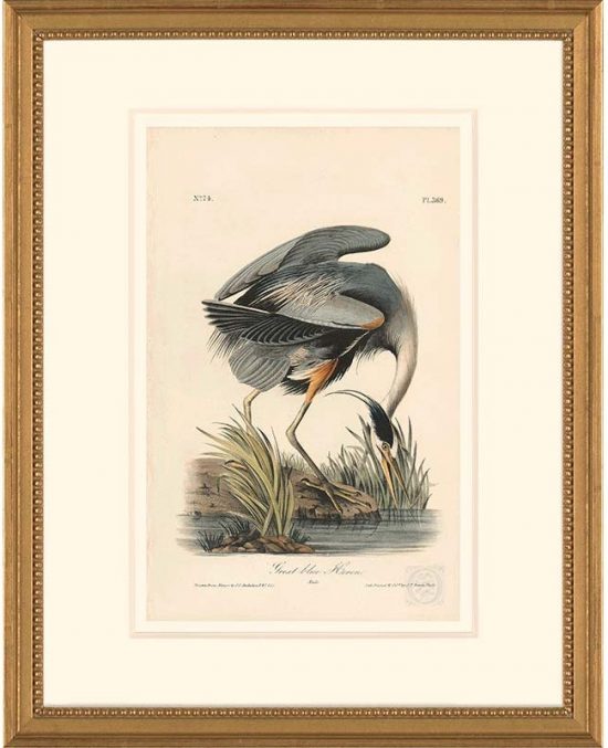 Audubon-blue-heron