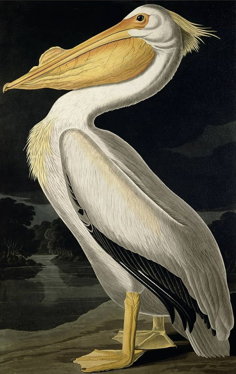 American White Pelican Artwork by John James Audubon