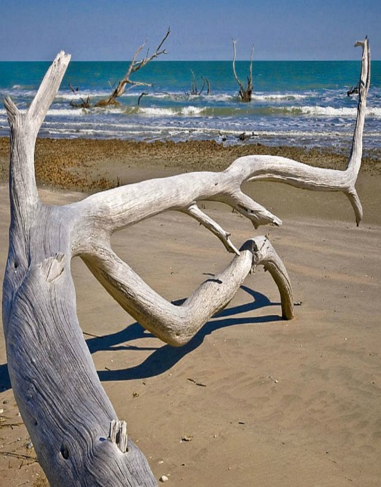 Driftwood_on_the_beach_Louisiana_1