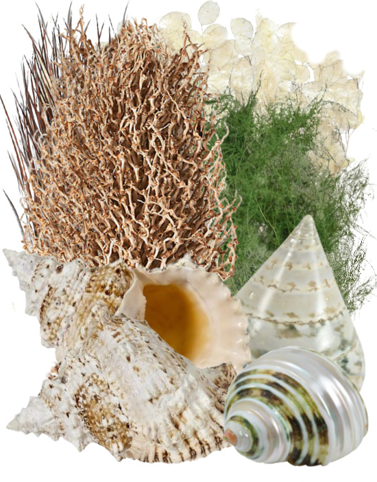 coastal-stems-shells