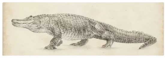 iCanvas "Alligator Sketch" by Ethan Harper Canvas Print