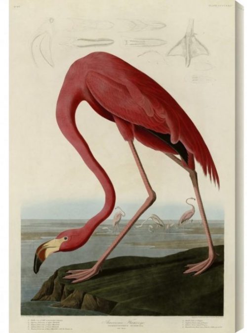 Gallery-Direct-American-Flamingo-by-John-James-Audubon-Painting-Print-on-Wrapped-Canvas-GALD1847