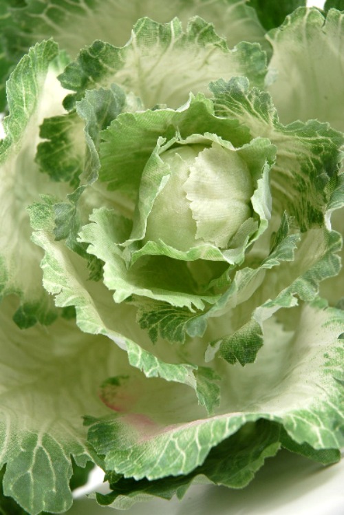decorative cabbage