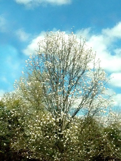 pear-tree-blooms2