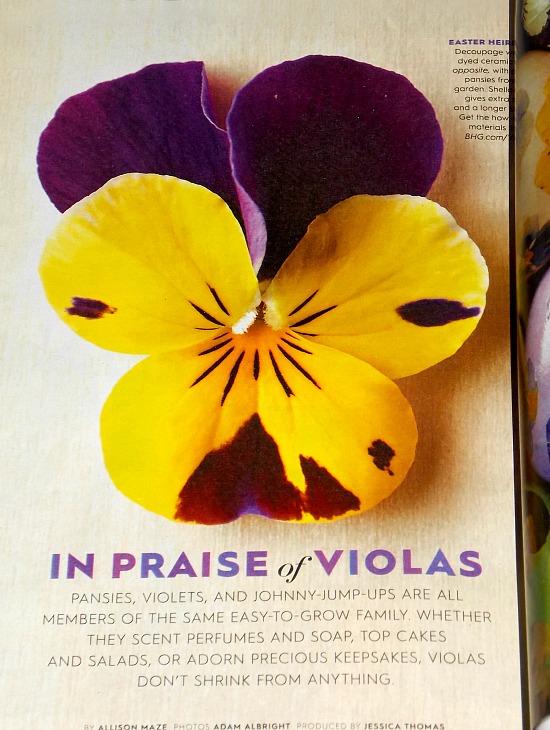 in-praise-violas