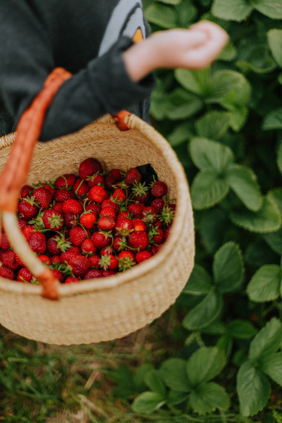 basket-fresh-picked-strawberries-daiga-ellaby-unsplash