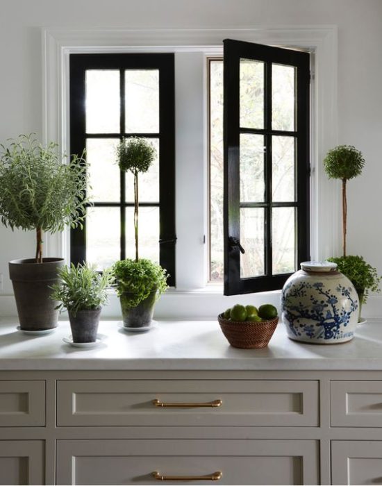 plants-kitchen-counter