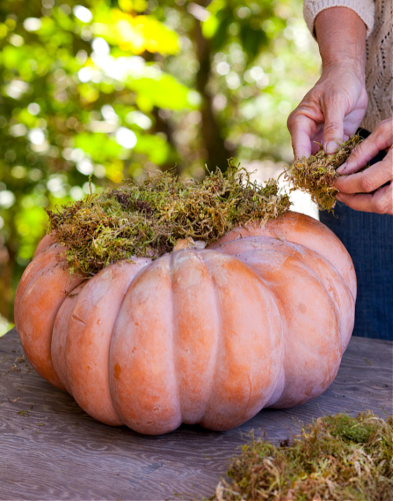 pumpkin-with-moss-BHG-photo-Ed-Gohlich