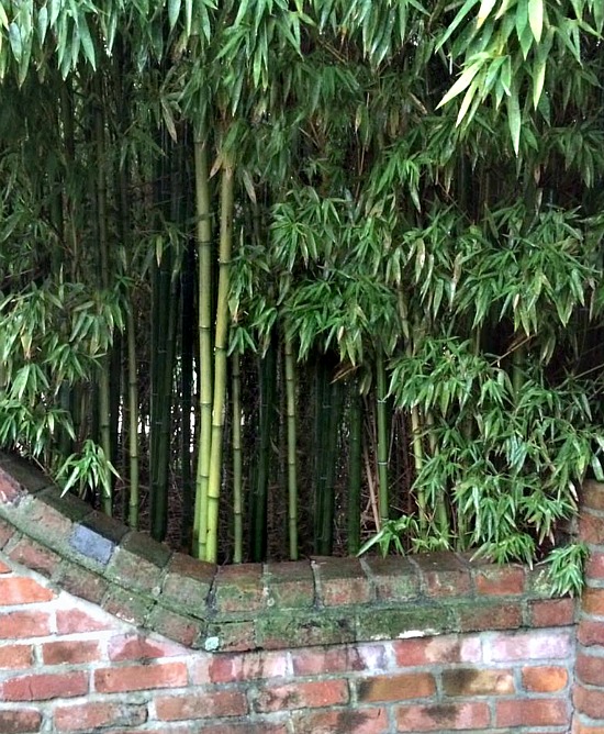 twin-oaks-bamboo