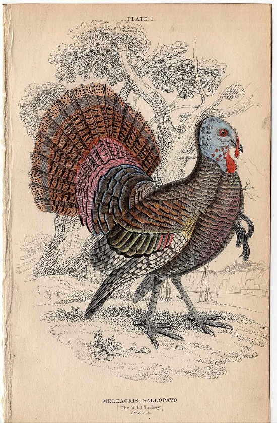 wild-turkey-print