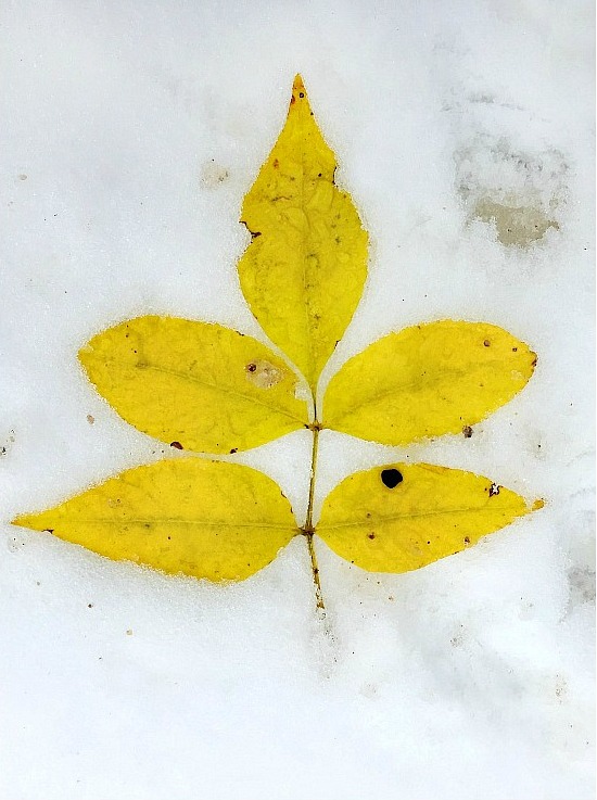 fall-snow-Canada