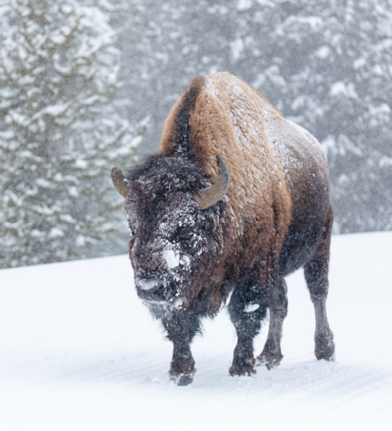 bull bison