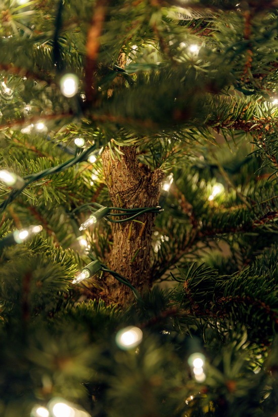 Christmas-tree-lights