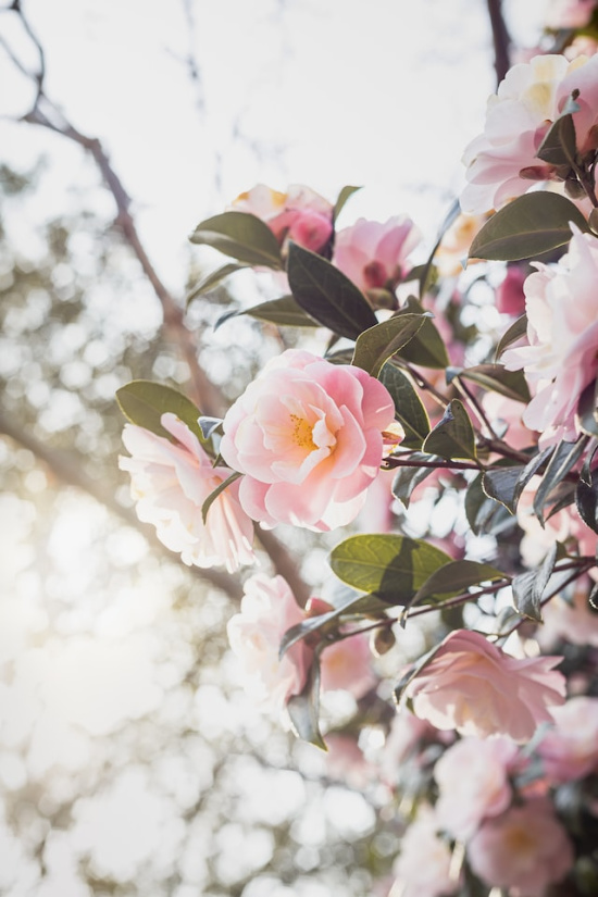 pink-camellias-on-bush