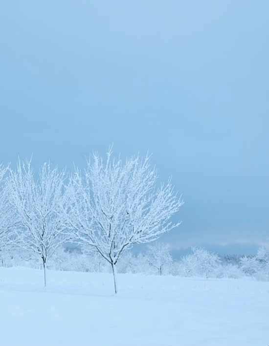 winter-blues-sky-snow-covered-trees