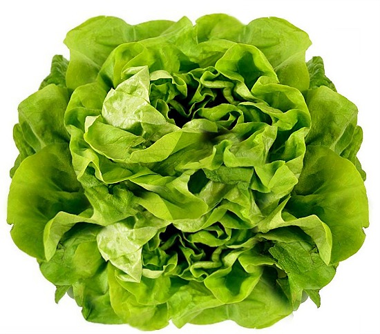 bibb-lettuce