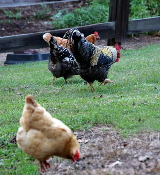 chickens-farm
