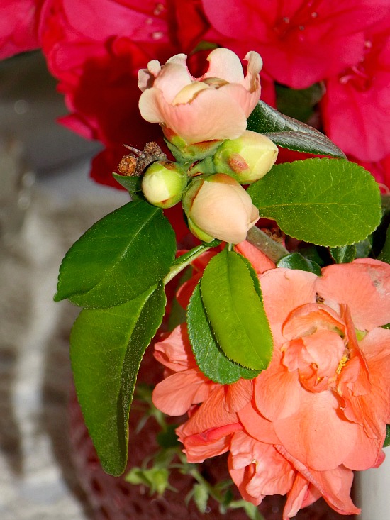 flowering-quince